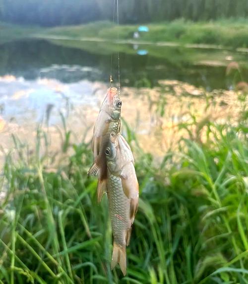 深秋釣草魚技巧_秋季釣草魚_草魚秋季餌料選擇