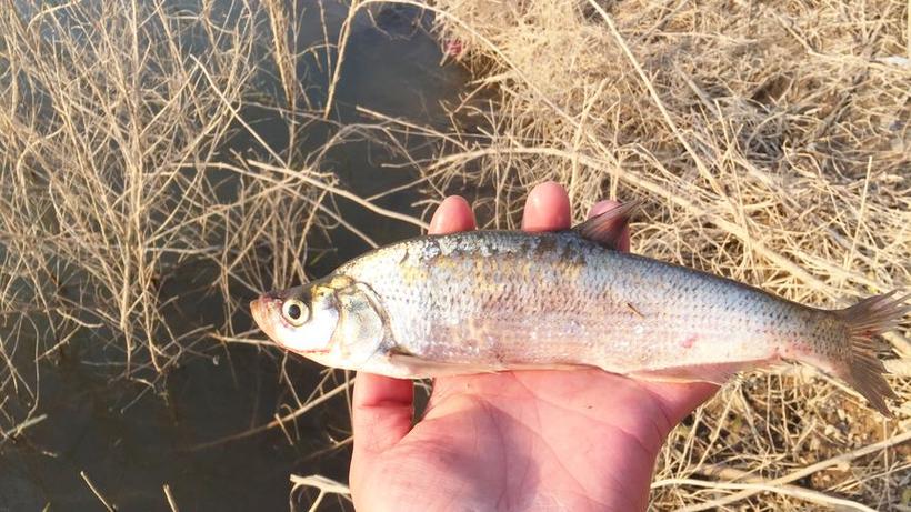 西南風魚難釣嗎?_西南風釣魚效果_風向對釣魚的影響