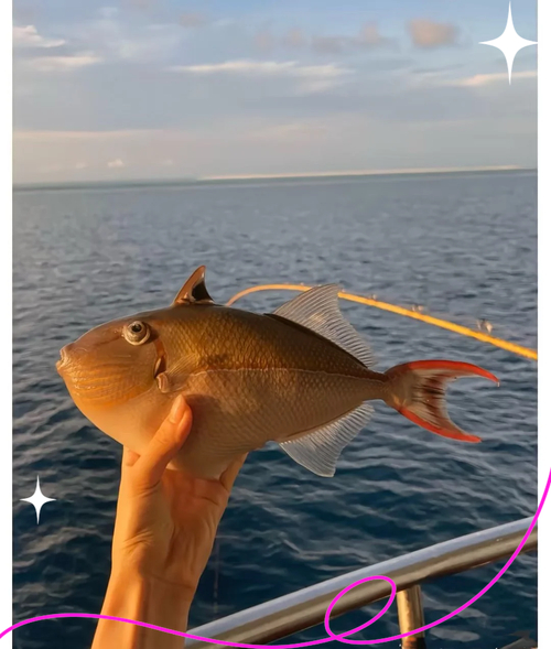 海南休閑海釣_海南海釣資源豐富_深圳那些海可以釣魚