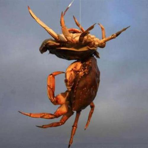 釣螃蟹技巧_總結釣螃蟹的四種方法：不用魚鉤全靠陷阱誘捕_野釣螃蟹方法