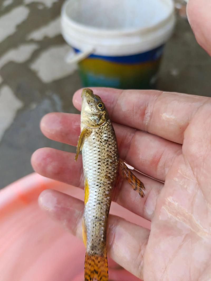 北方春季池塘冰化后釣魚技巧_選擇合適的釣位餌料釣法_北方春季釣魚