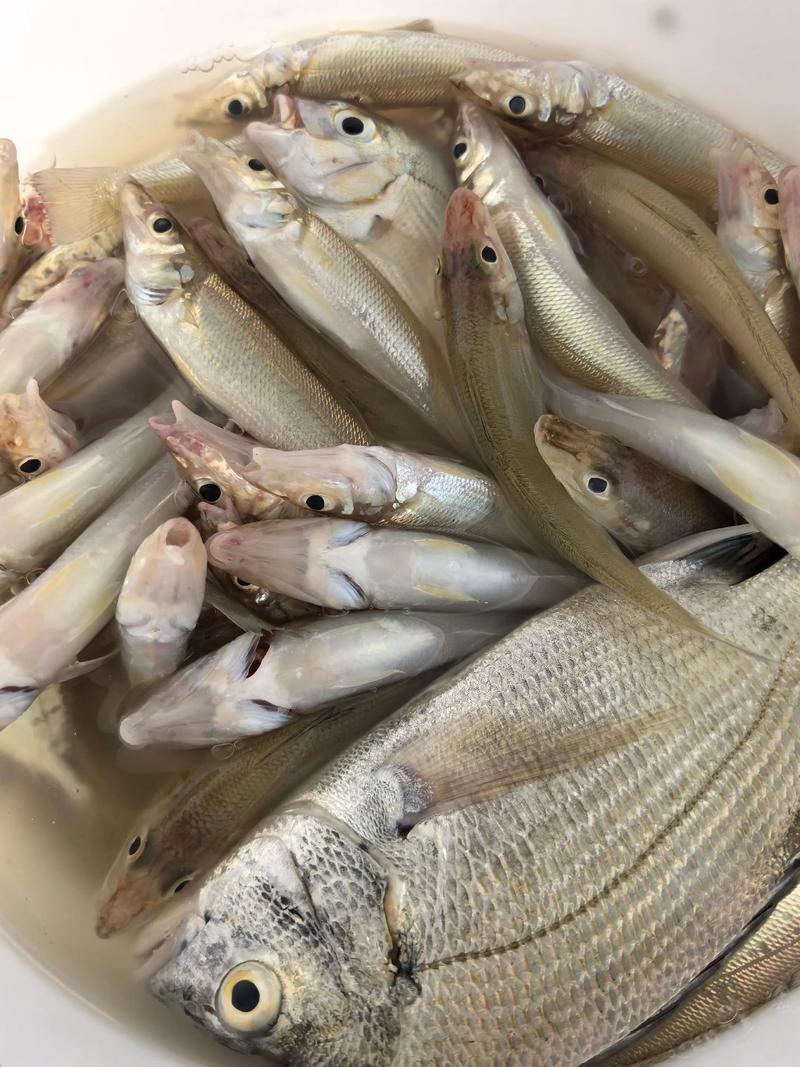 海釣魚視頻野釣實戰高清_海釣魚視頻大全_海釣魚視頻高清