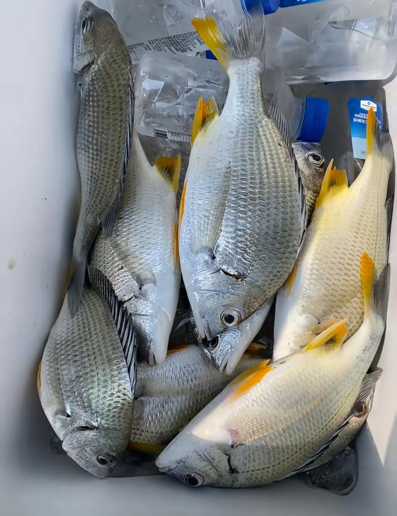 海釣魚視頻野釣實戰高清_海釣魚視頻高清_海釣魚視頻大全