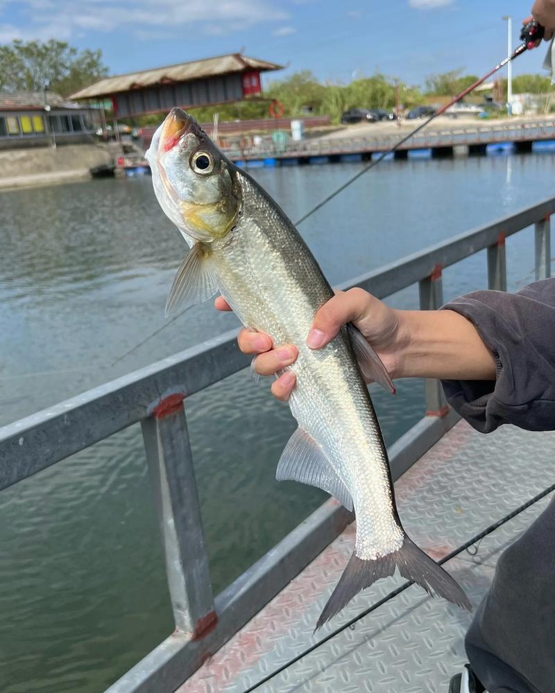 翹嘴魚價格 翹嘴魚釣點 翹嘴魚最佳時間_釣翹嘴魚的最佳水深