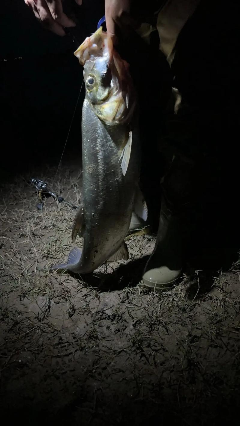 釣翹嘴魚的最佳水深_翹嘴魚價格 翹嘴魚釣點 翹嘴魚最佳時間