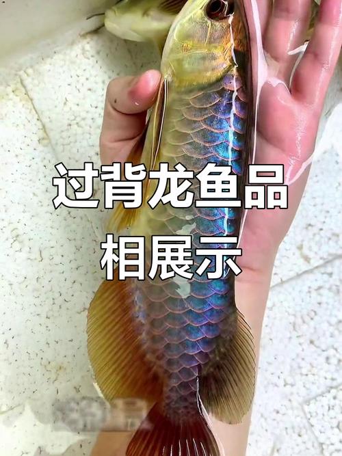 紅金龍魚是什么魚_過背金龍魚品種分類_過背金龍魚圖片