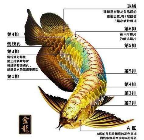 過背金龍魚圖片_紅金龍魚是什么魚_過背金龍魚品種分類