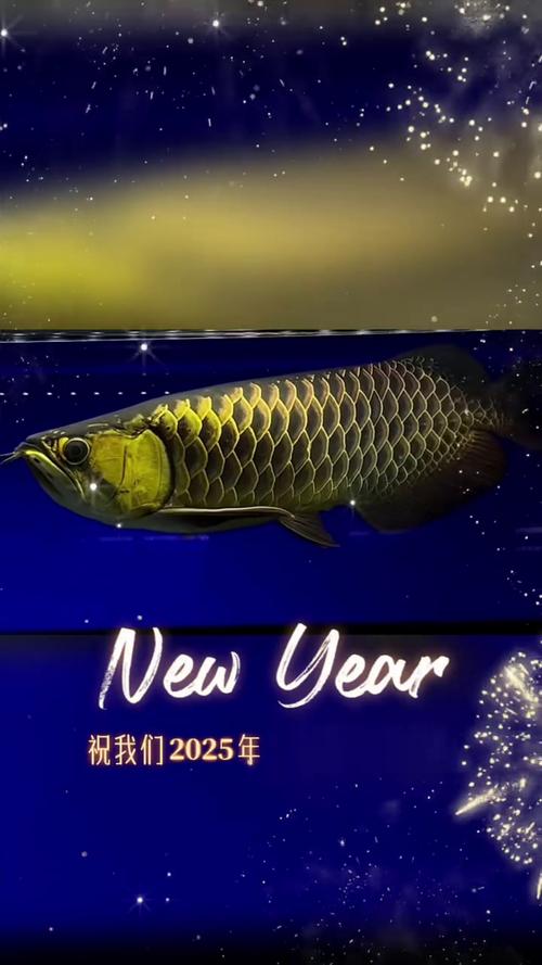 紅金龍魚是什么魚_過背金龍魚圖片_過背金龍魚品種分類
