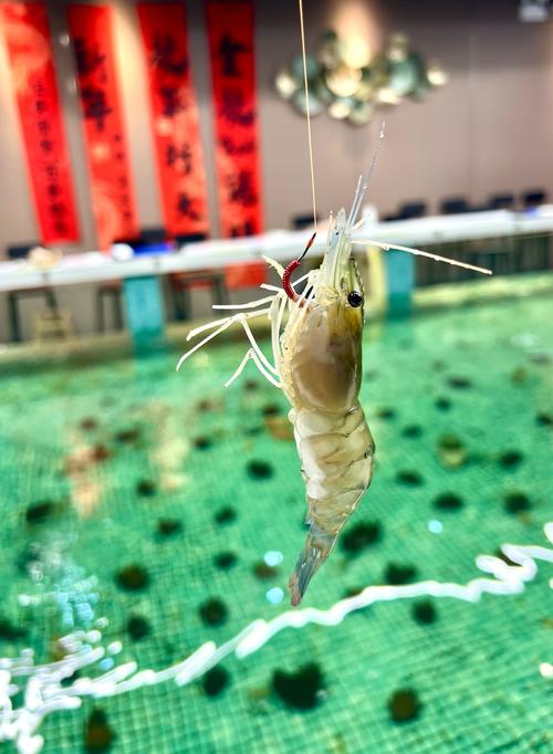 釣蝦子什么時間最好_釣蝦子線多長_釣蝦子