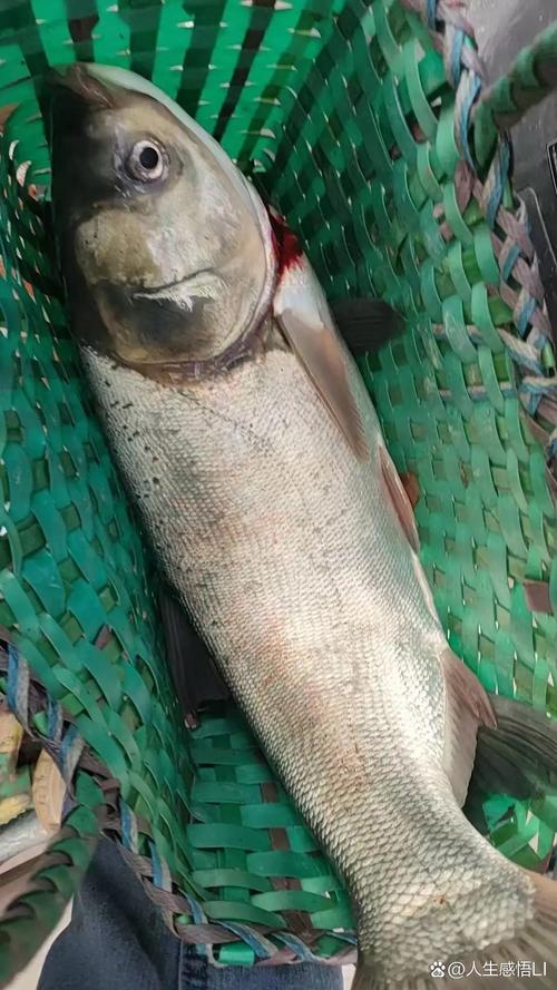 鳙魚人工選育品種 中科佳鳙1號 鳙魚種質資源退化_鳙魚圖片