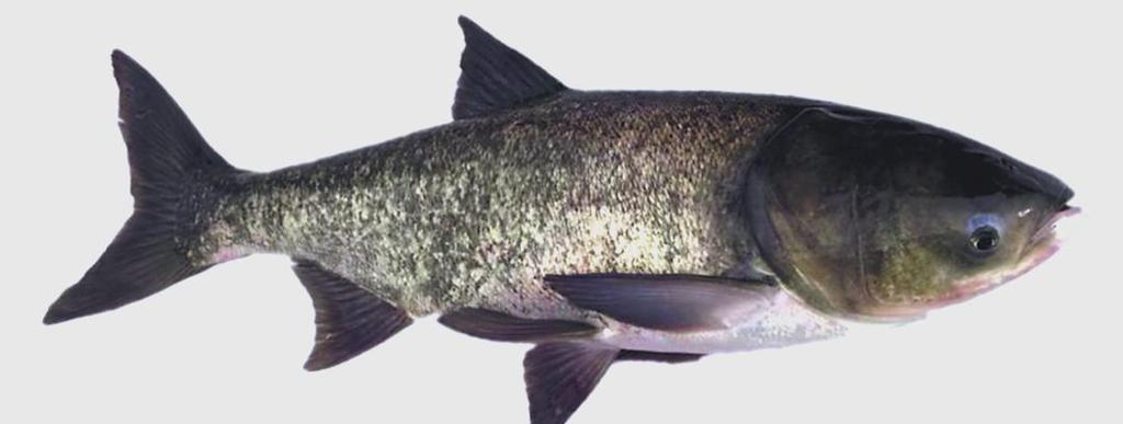 鳙魚人工選育品種 中科佳鳙1號 鳙魚種質資源退化_鳙魚圖片