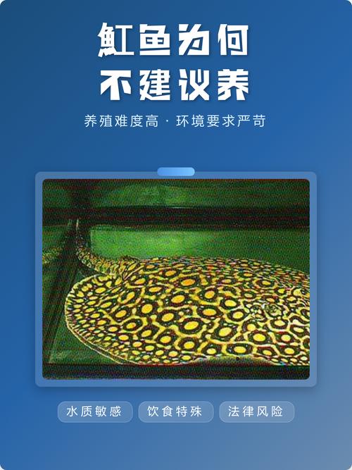 魟魚是什么魚_魟魚水族箱設置_魟魚飼養技巧