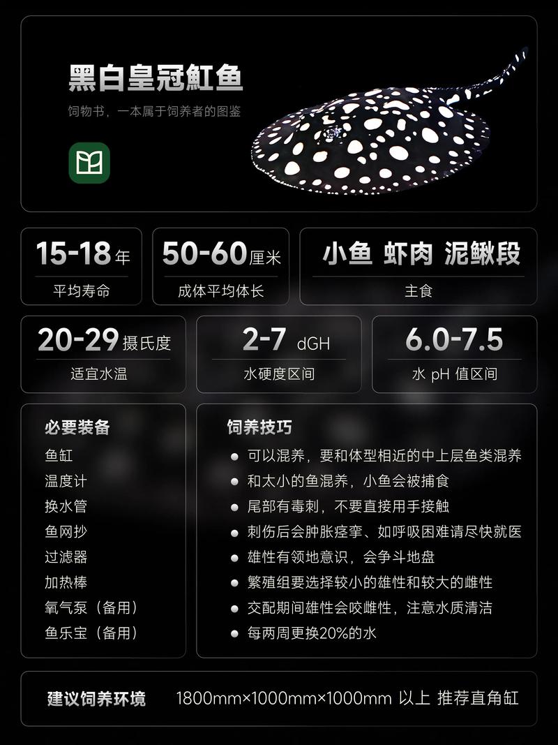 魟魚水族箱設置_魟魚是什么魚_魟魚飼養技巧