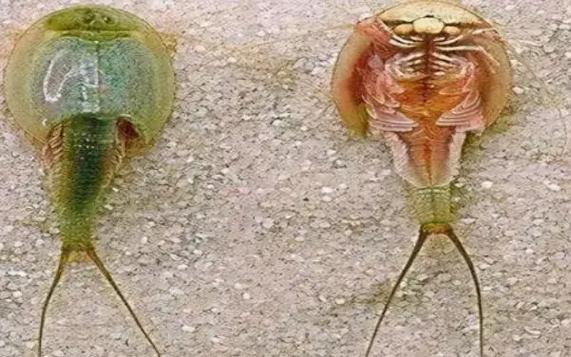 鱟蟲是什么動物_鱟是動物嗎_鱟蟲屬于什么動物