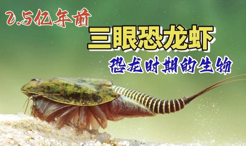 鱟蟲屬于什么動物_鱟蟲是什么動物_鱟是動物嗎