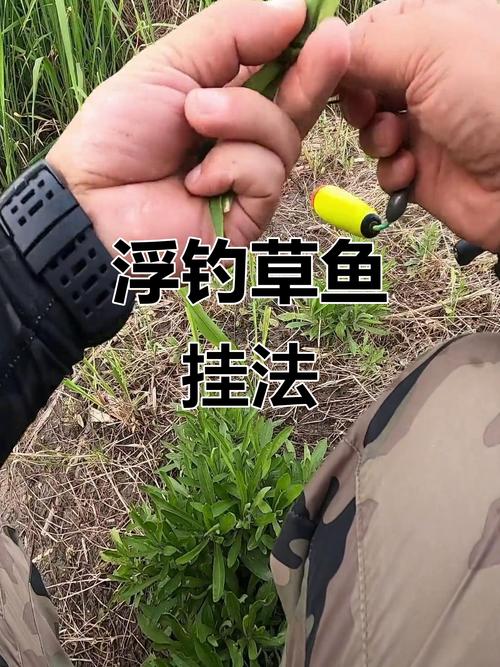 春季釣草魚技巧_野釣草魚餌料配方視頻教學_草魚餌料選擇