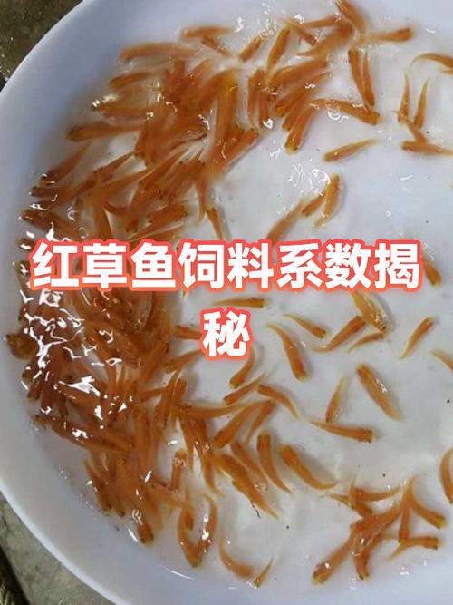 草魚餌料系數在多少_通威飼料垂釣餌料系數｜通威垂釣飼料系數實測｜通威餌料系數計算公式
