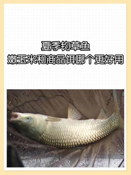 草魚餌料選擇技巧_草魚餌料顆粒經典配方_釣草魚用什么餌料好