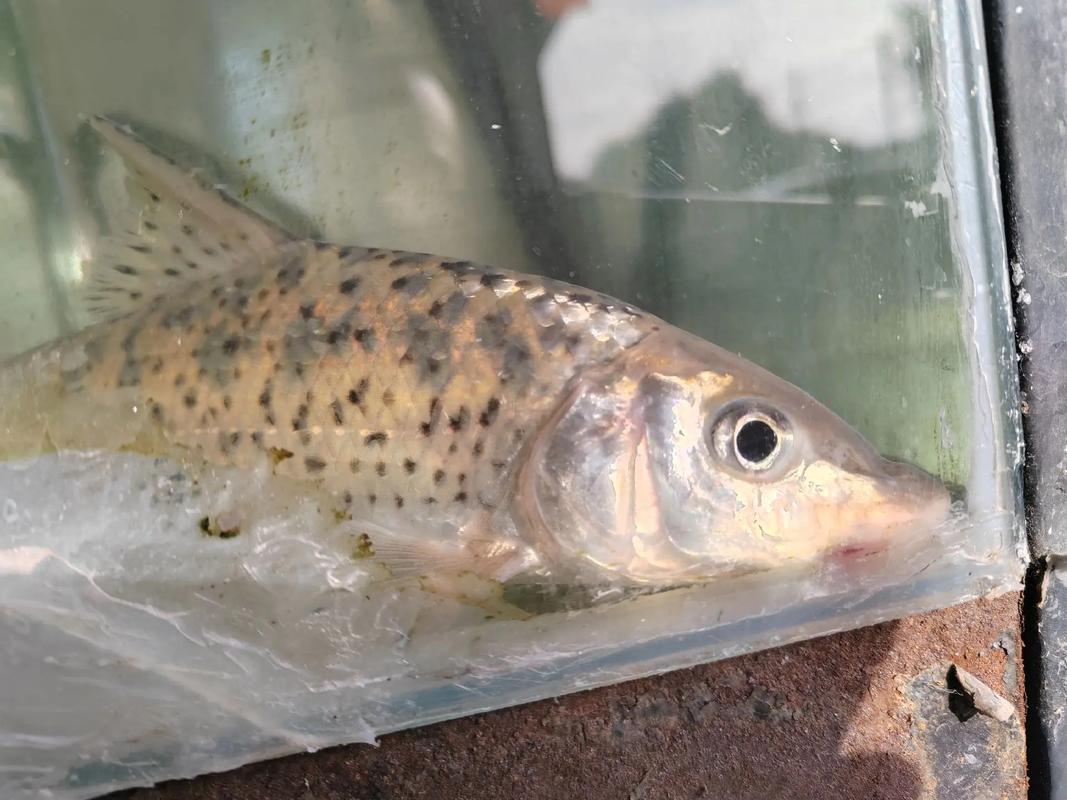 花骨魚特征生活習性_花骨魚釣法技巧_花骨魚是什么魚