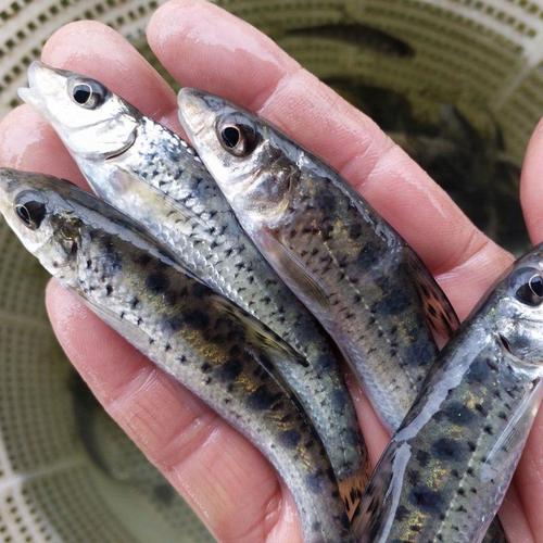 花骨魚是什么魚_花骨魚特征生活習性_花骨魚釣法技巧