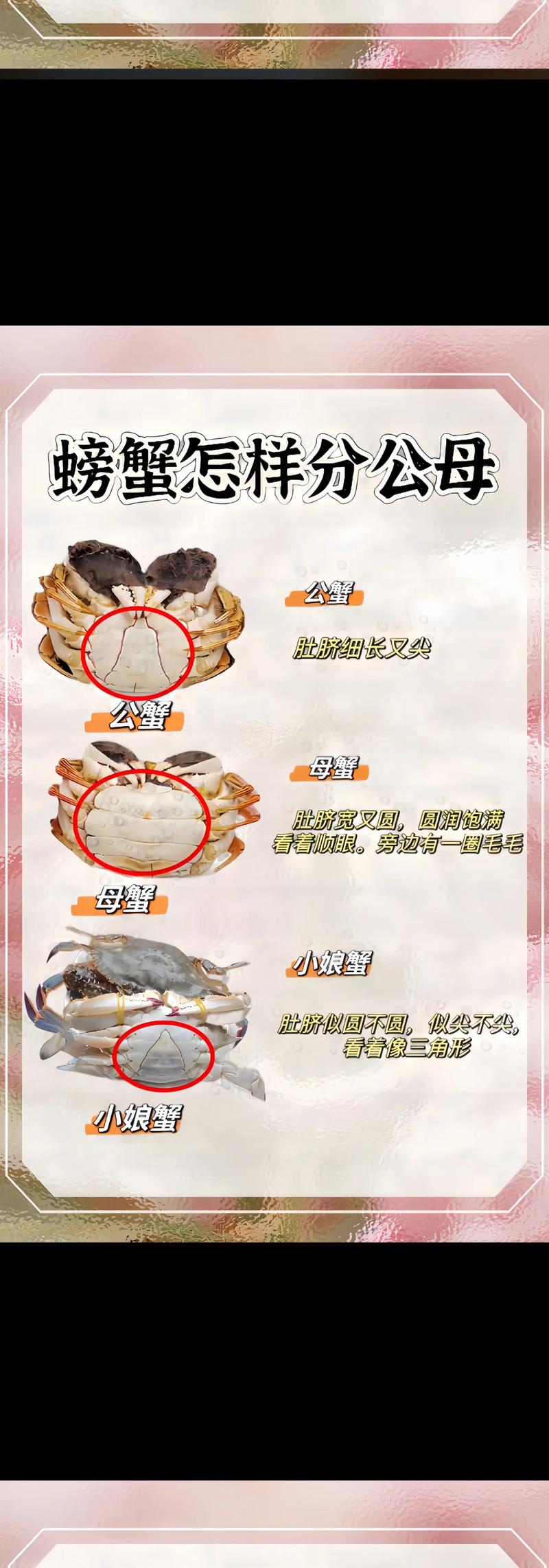 肉蟹品種特點營養價值_花蟹是什么蟹種_如何挑選新鮮肉蟹