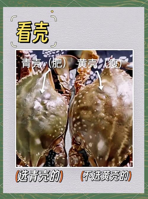 花蟹是什么蟹種_如何挑選新鮮肉蟹_肉蟹品種特點營養價值