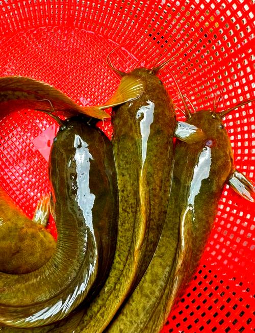 糞坑鯰魚 埃及塘鲺 糞便飼料鯰魚_化糞池鯰魚是怎么回事