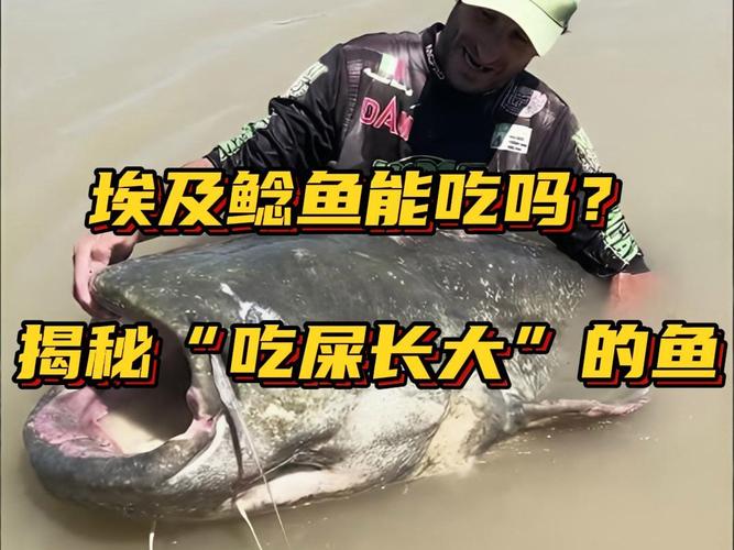 糞坑鯰魚 埃及塘鲺 糞便飼料鯰魚_化糞池鯰魚是怎么回事
