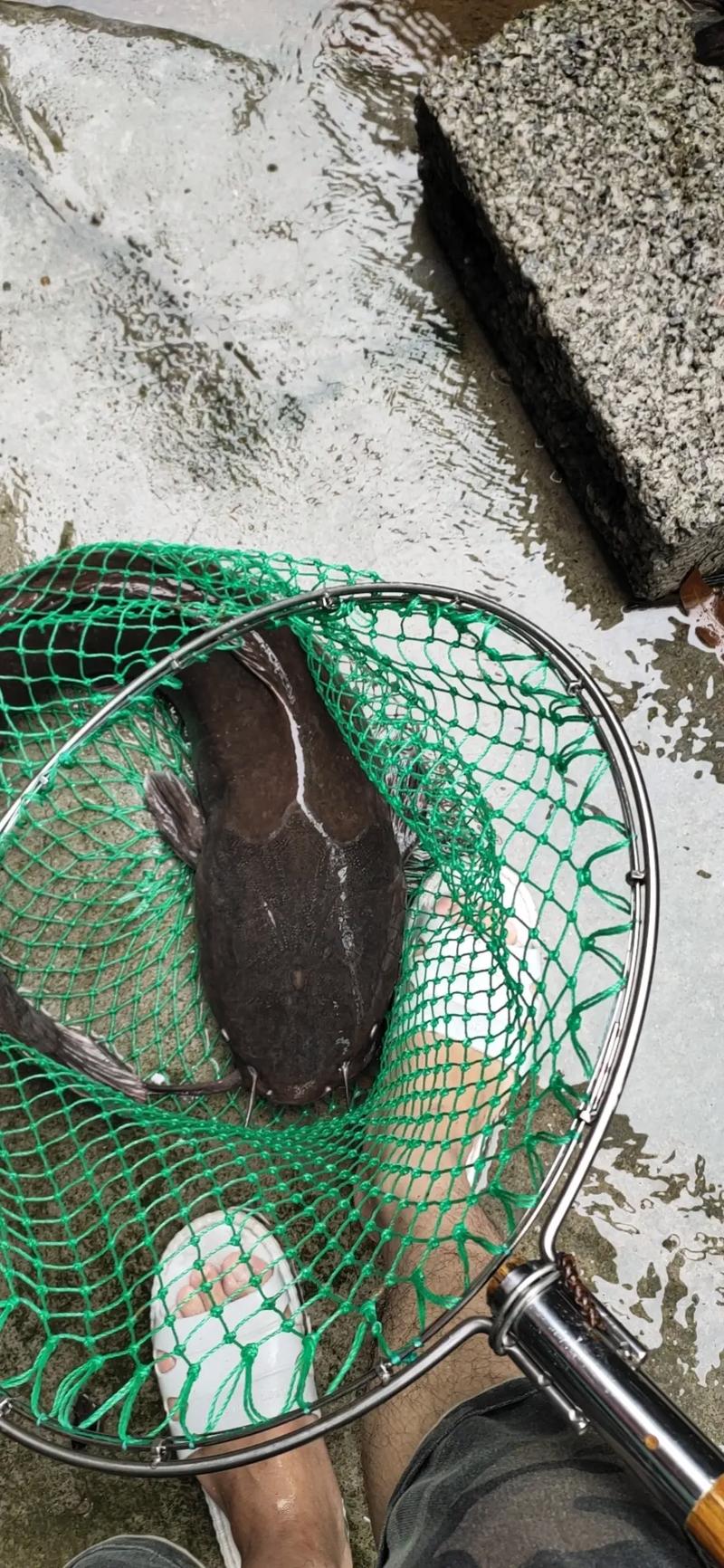 糞坑鯰魚 埃及塘鲺 糞便飼料鯰魚_化糞池鯰魚是怎么回事