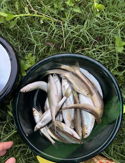 小白條小白條我最愛釣小白條釣魚之家_野釣白條調漂方法_野釣白條技巧