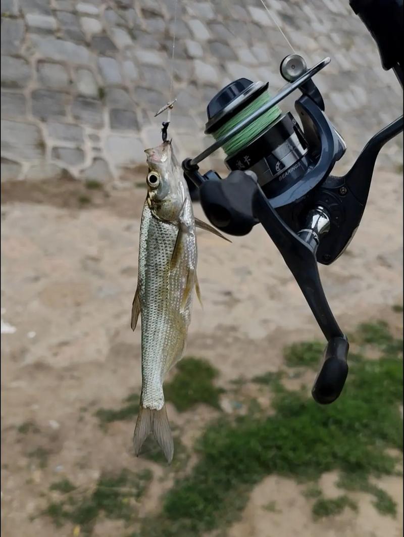 小白條垂釣方法_小白條小白條我最愛釣小白條釣魚之家_釣小白條技巧