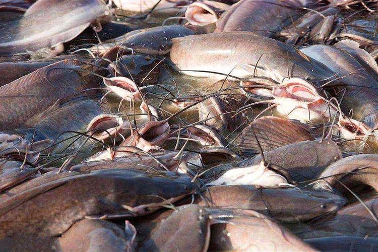 鯰魚是否臟_鯰魚吃糞便是否健康_化糞池鯰魚是怎么回事