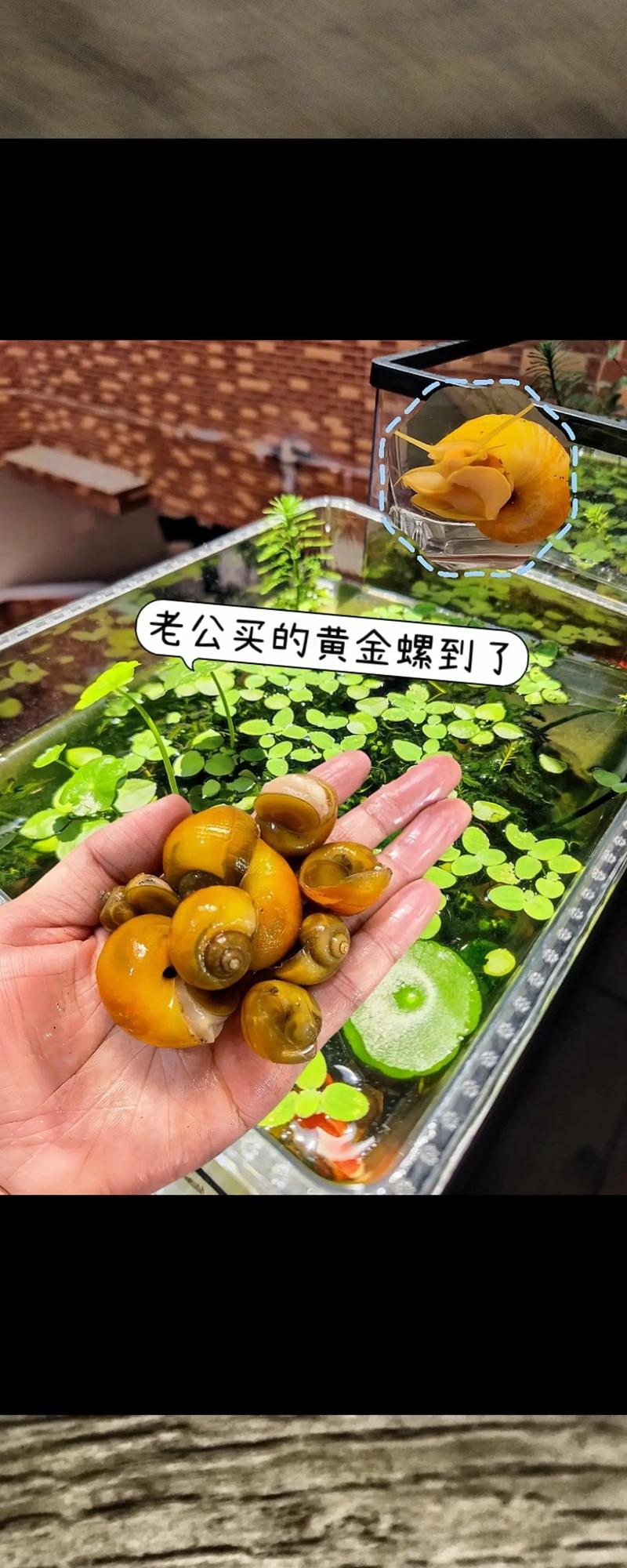 黃金螺是什么螺_觀賞螺種類 龍宮螺 澳洲紅螺