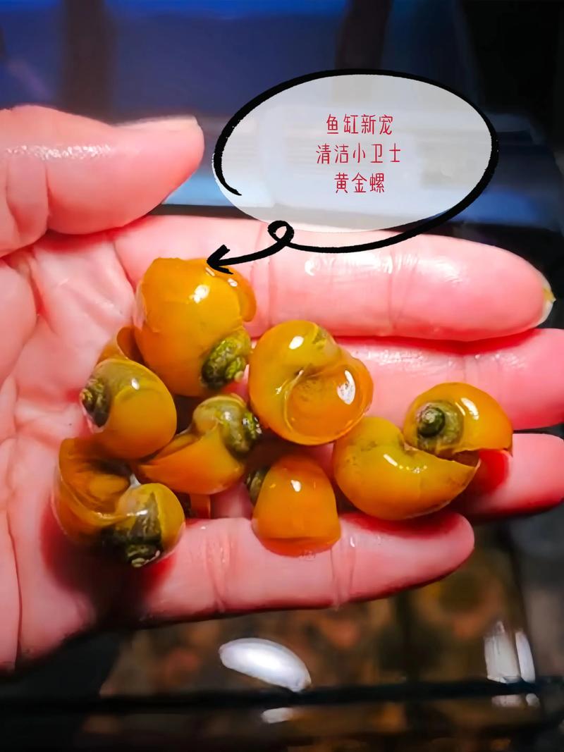 黃金螺是什么螺_觀賞螺種類 龍宮螺 澳洲紅螺