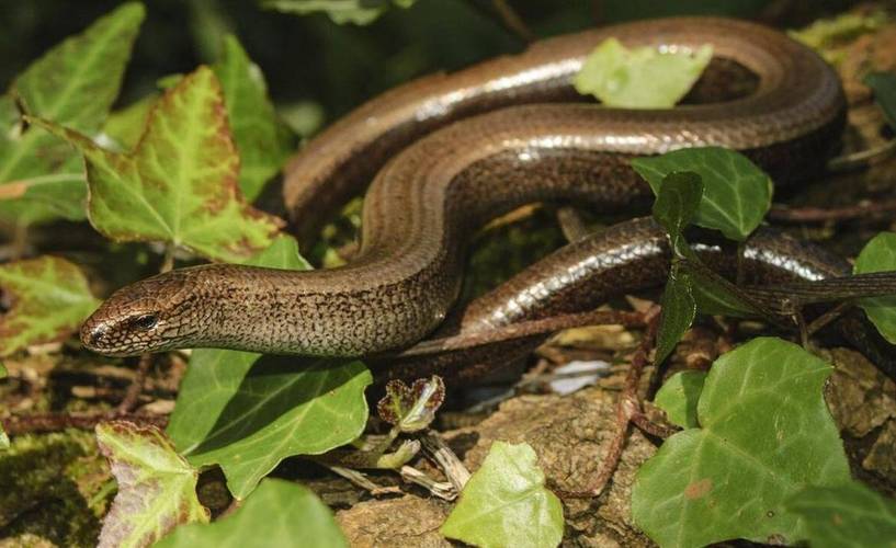 鰻魚生活習性特點_黃鱔和蛇的區別_鰻魚與黃鱔的區別