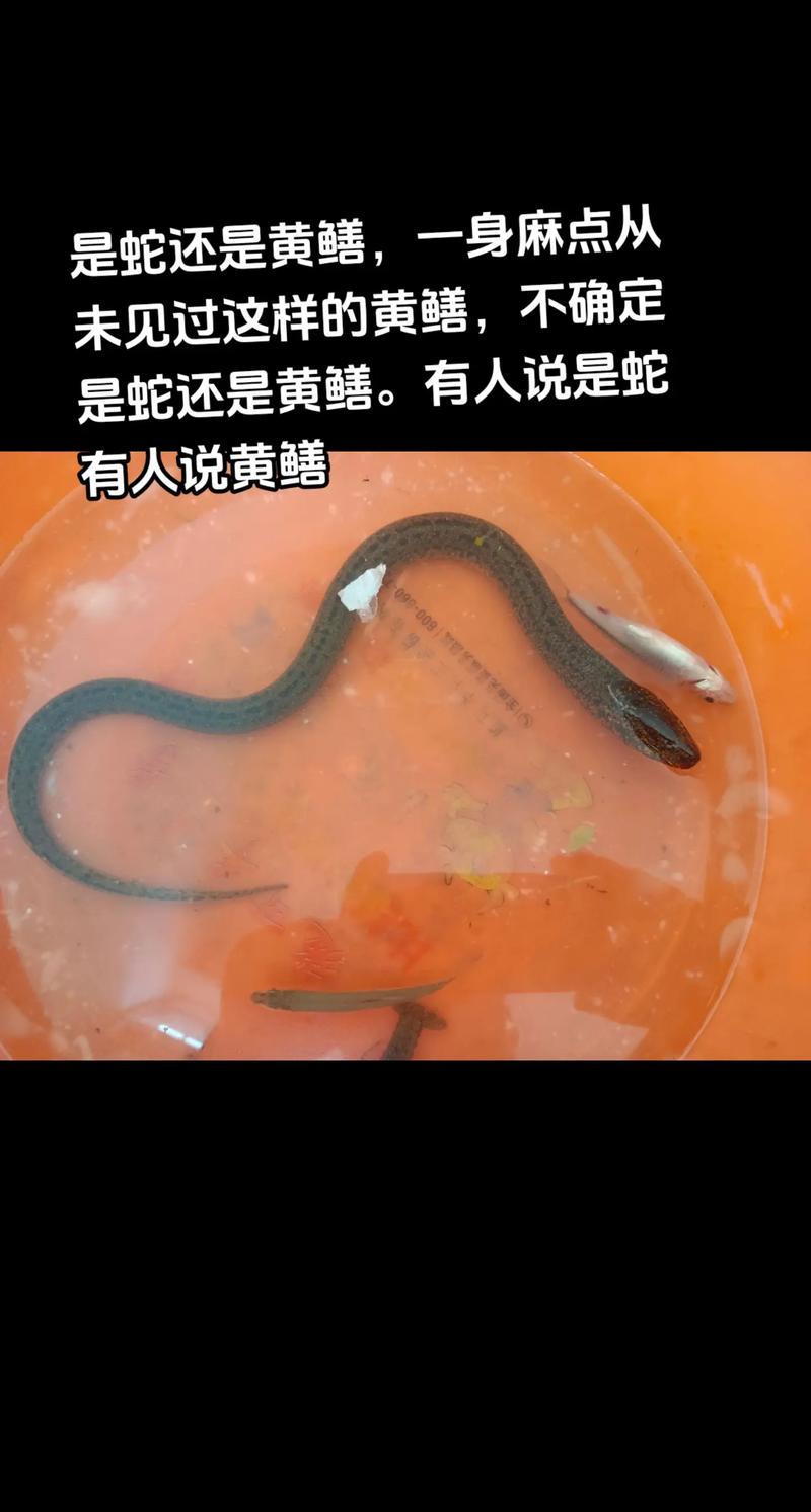 鰻魚生活習性特點_黃鱔和蛇的區別_鰻魚與黃鱔的區別