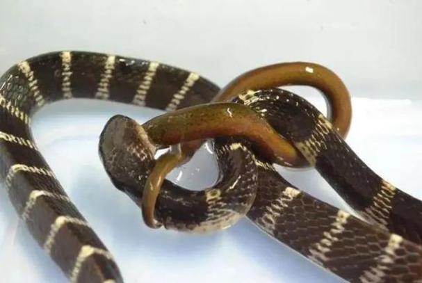 黃鱔和蛇的區別_鰻魚與黃鱔的區別_鰻魚生活習性特點