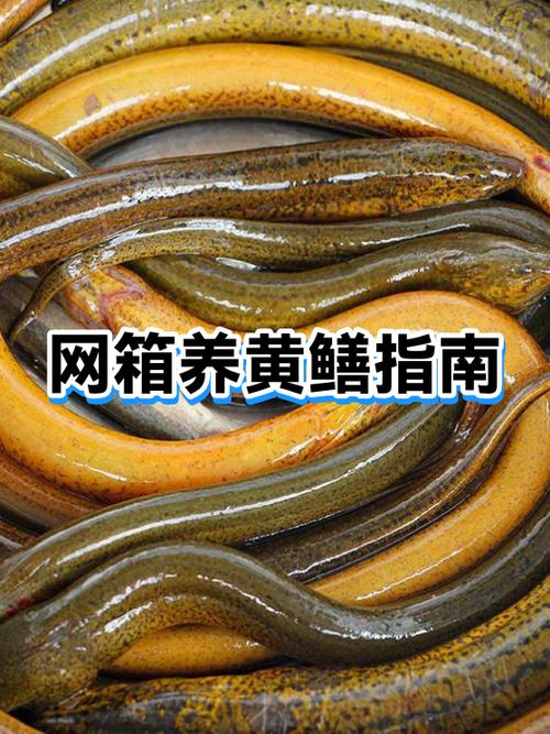 黃鱔網箱養殖成本多少錢_黃鱔網箱養殖技術要點_黃鱔價格多少錢一斤