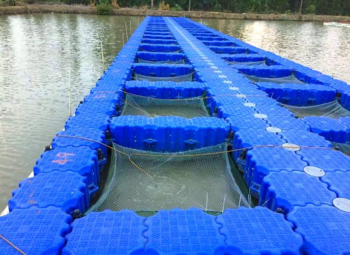 黃鱔價格多少錢一斤_黃鱔網箱養殖成本多少錢_黃鱔網箱養殖技術要點