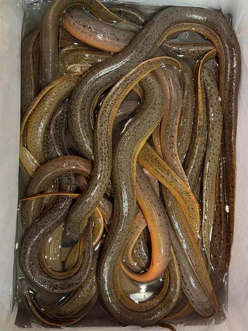 黃鱔食療功效_黃鱔營養價值_黃鱔會變成蛇嗎