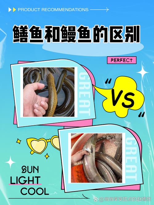 鰻魚與黃鱔的區別_黃鱔和蛇的區別_白鰻營養價值