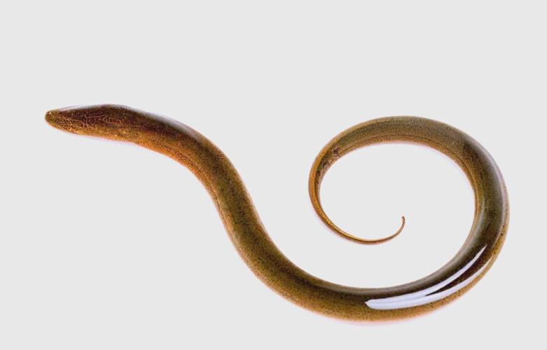 白鰻營養價值_鰻魚與黃鱔的區別_黃鱔和蛇的區別