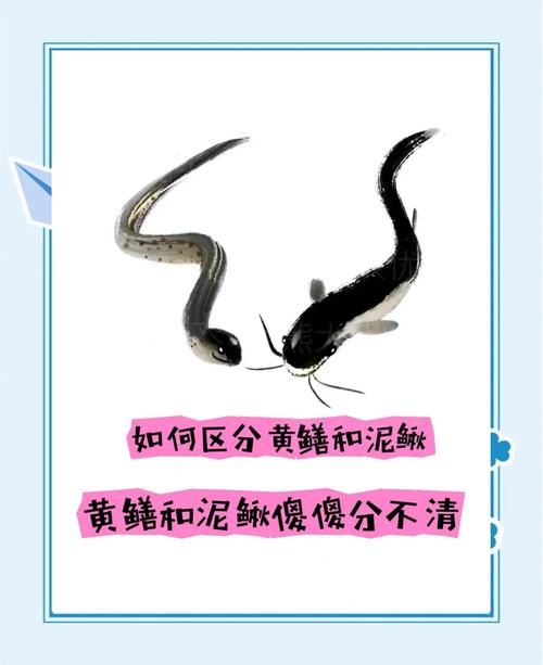泥鰍黃鱔是不是發物_泥鰍黃鱔是魚類嗎_黃鱔是不是泥鰍