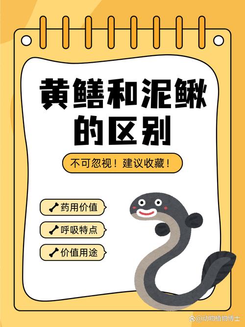 泥鰍黃鱔是不是發物_泥鰍黃鱔是魚類嗎_黃鱔是不是泥鰍