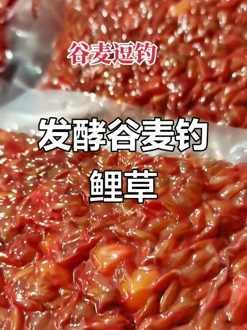 冬季釣草魚用什么餌最好呢_草魚釣餌配方_草魚冬季垂釣技巧