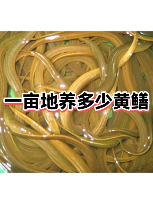 黃鱔養殖技術大全_熊口鎮洪莊村黃鱔養殖_黃鱔網箱養殖技術