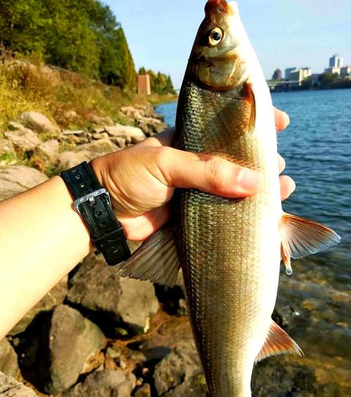 黃尾鲴垂釣技巧_黃尾鲴食性特點_黃尾魚的生活習性及特點