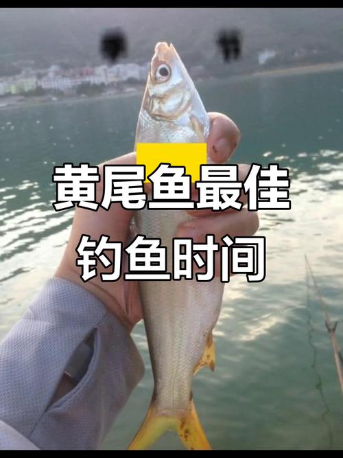 黃尾鲴食性特點_黃尾鲴垂釣技巧_黃尾魚的生活習性及特點