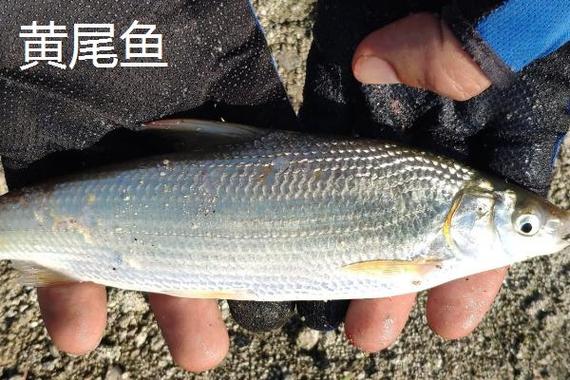 黃尾魚紅尾魚分類特征分布習性_黃尾魚和土鯪魚的區別_黃尾魚和紅尾魚區別