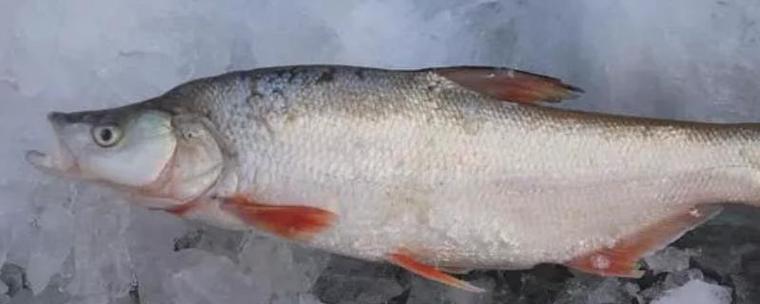 黃尾魚和土鯪魚的區別_黃尾魚紅尾魚分類特征分布習性_黃尾魚和紅尾魚區別